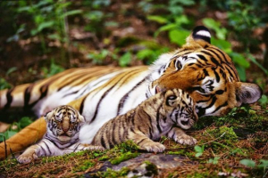 Július 29-én az egész bolygó ünnepli tigris napját